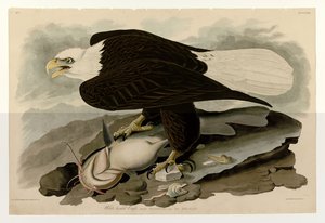 Plate 31 of Birds of America by John James Audubon Depicting White-headed Eagle by John James Audubon